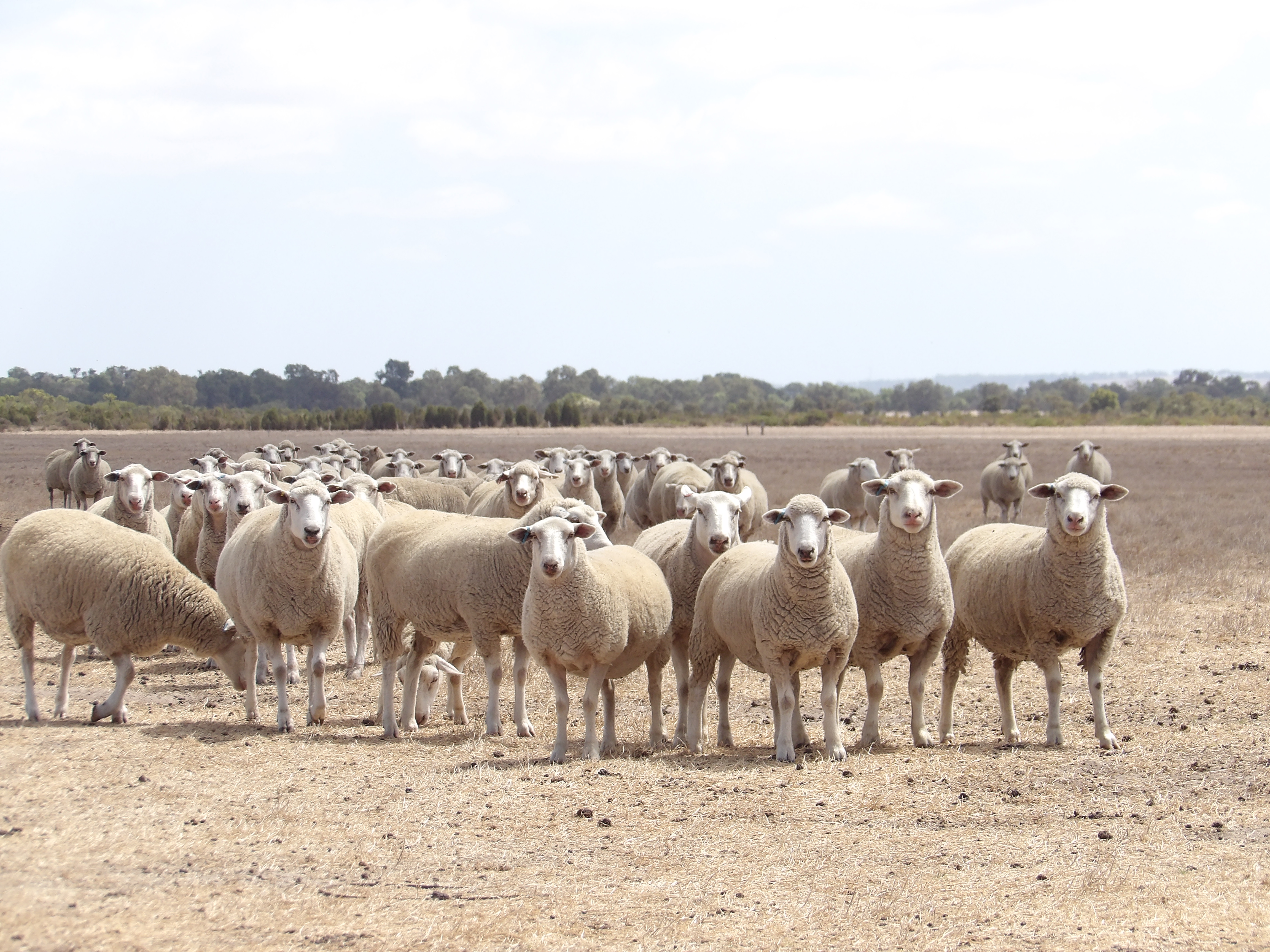 Lambs with ewes, Redbank FX